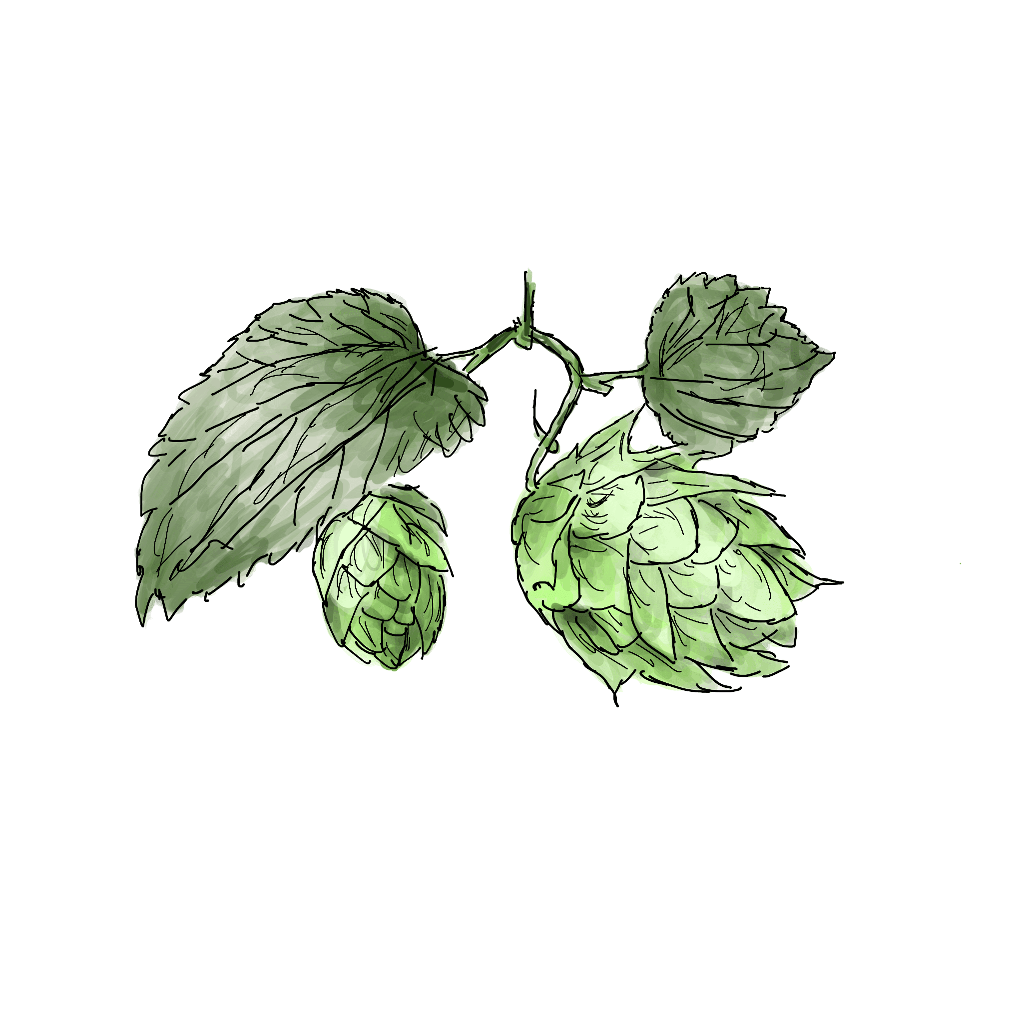 Hopfen.png